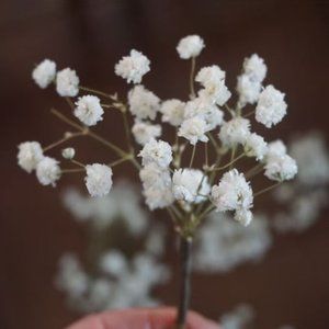 Dried Baby's Breath Hair Pin (12 pieces)